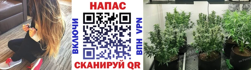 Конопля гибрид  где продают наркотики  Сергач 